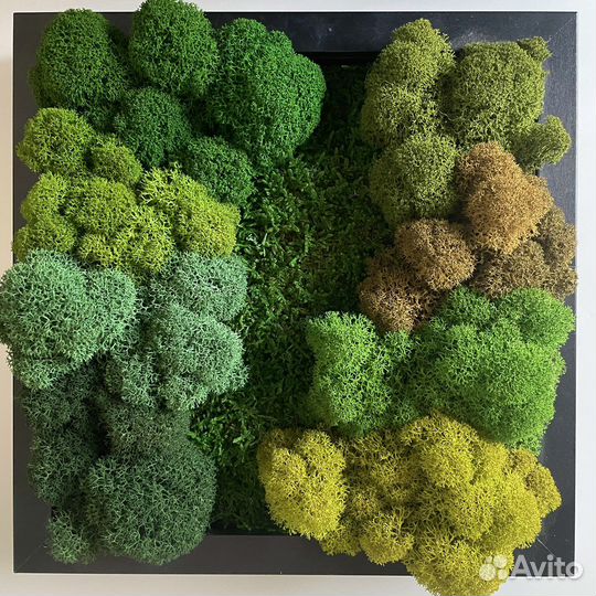 Мох Стабилизированный От Производителя