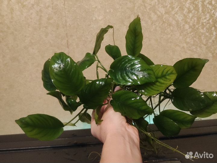 Аквариумное растение