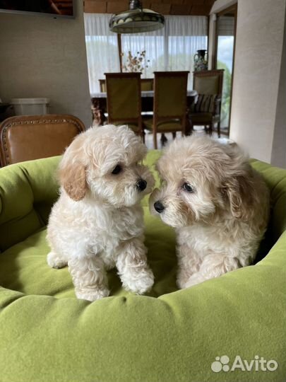 Мальтипу супер мини премиум