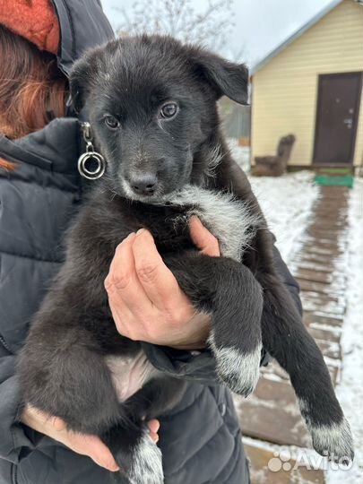 Обалденные щенки в поисках дома