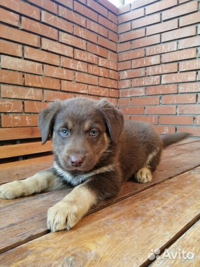 Щенки лабрадора