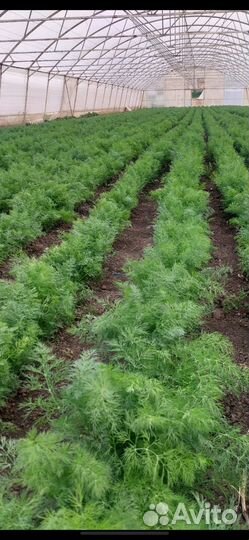 Веники Укропа для засолки