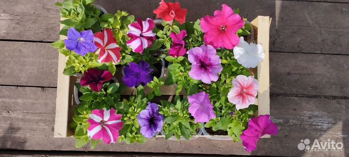 Петуния крупноцветковая