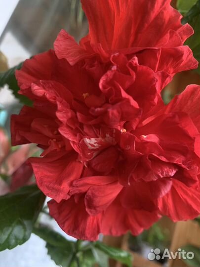 Гибискус махровый