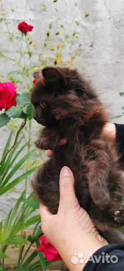 Коричневая пушистая девочка котенок