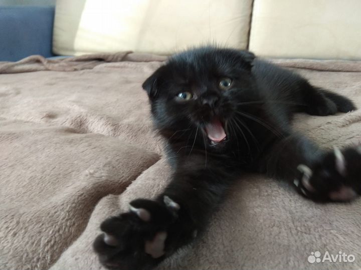 Кошечка в добрые руки