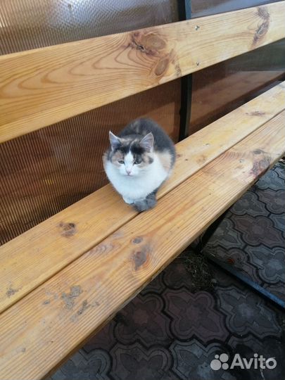 Отдам бесплатно