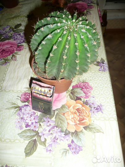 Крупные цветы (кактусы, денежное дерево и алоэ)