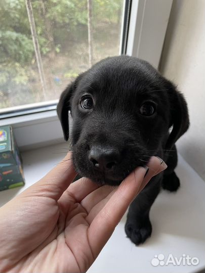 Лабродоры щенки