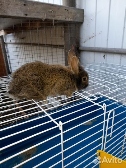 Клетка для декоративного кролика