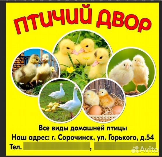 Молодняк птицы