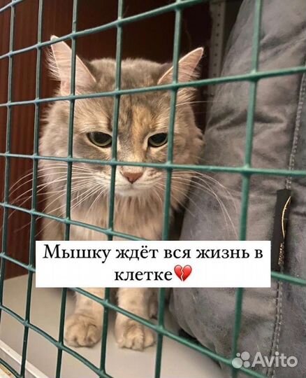 Хозяйка уехала и теперь Мышку ждет жизнь в клетке