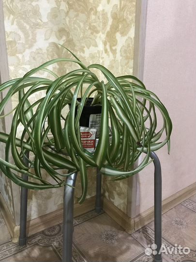 Продаю цветы комнатные