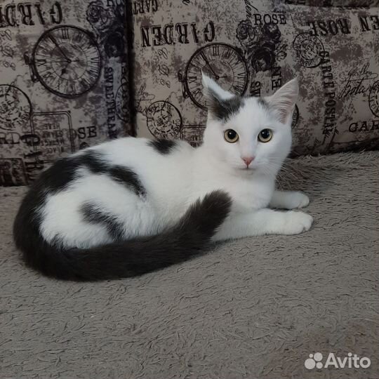 Кошечка Красавица