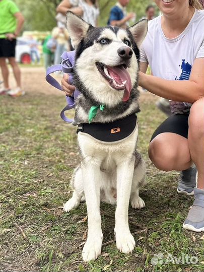 Хаски ищет дом