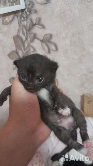 В добрые руки, разный цвет глаз