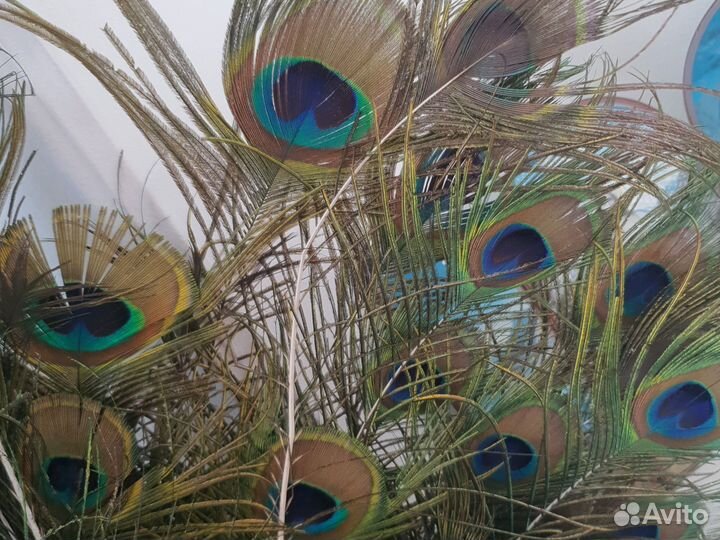 Перо павлина