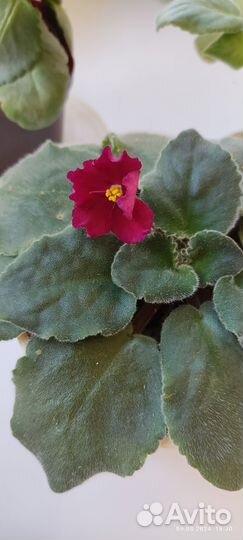 Комнатные растения: фиалка, каланхоэ желтый