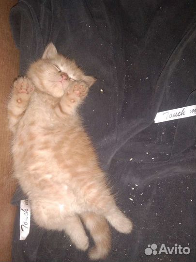 Персидская