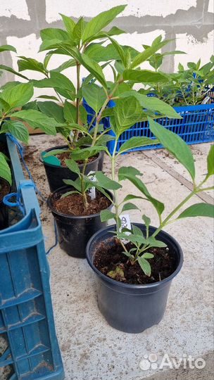 Гортензия древовидная Фантом