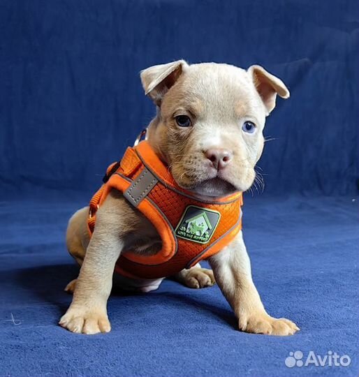 Американский Булли. Мальчишки