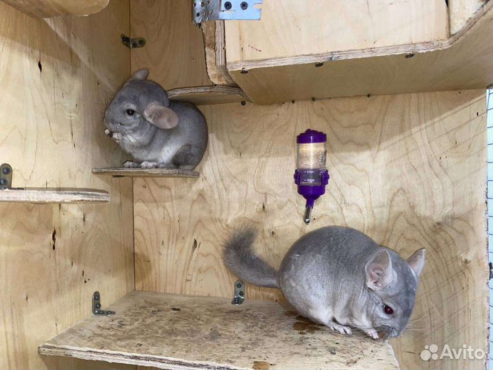 Шиншиллы и клетка для шиншилл бу