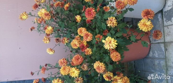 Комнатные растения