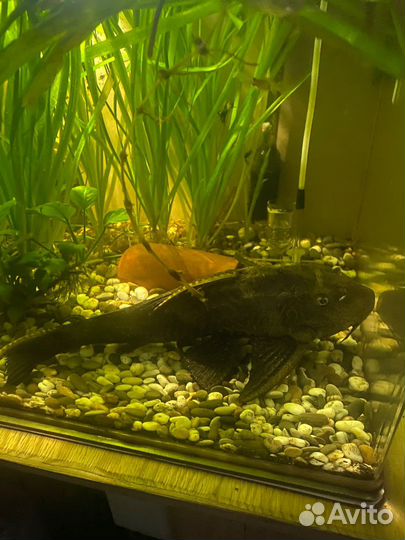 Сом птеригоплихт