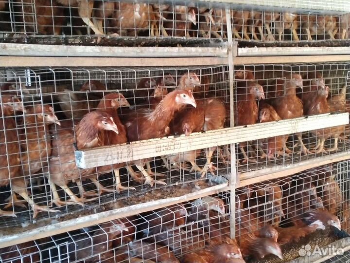 Петухи,гуси,утки