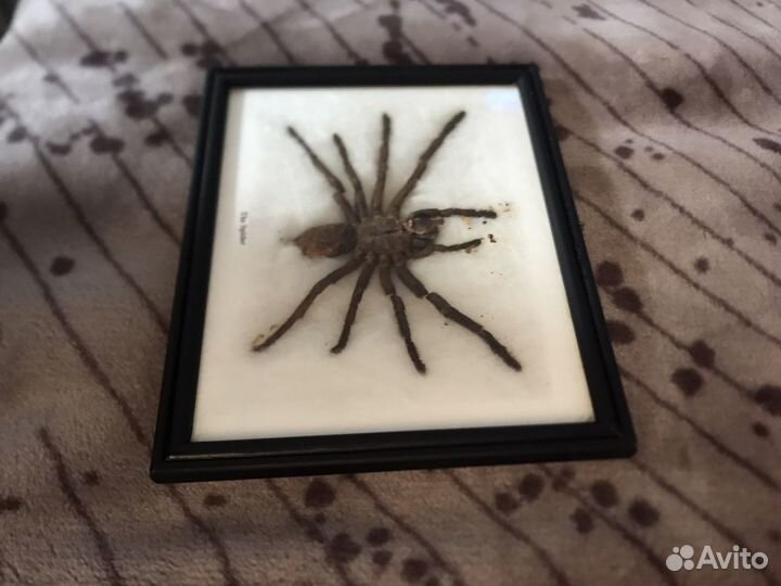 Насекомые в рамке, Паук