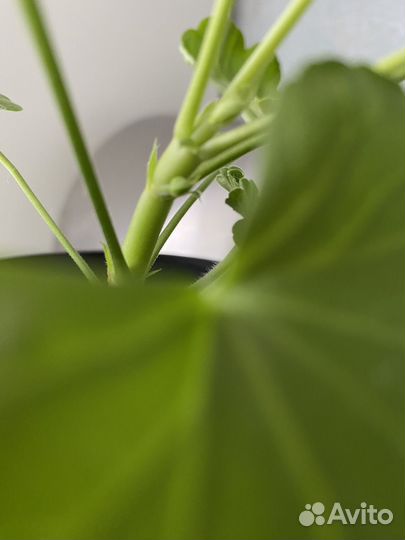 Пеларгония герань