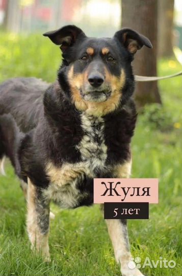 Собака в добрые руки