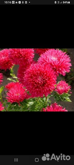 Астра Королевская