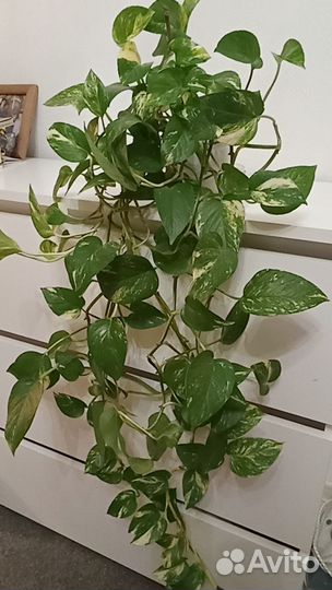 Сциндапсус поемиум