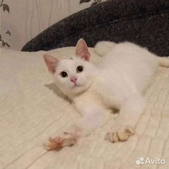 Котик Одуванчик ищет дом в добрые руки