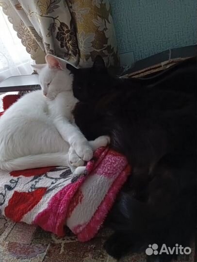 В добрые руки 2 кошечки