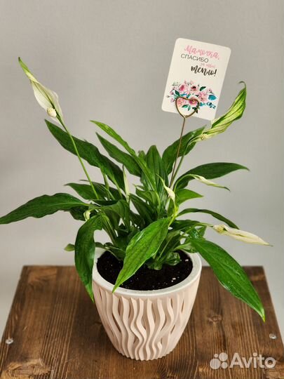 Спатифиллум в горшке