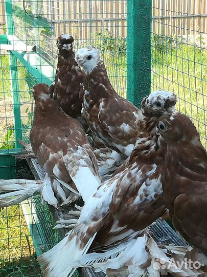 Продажа узбекских голубей