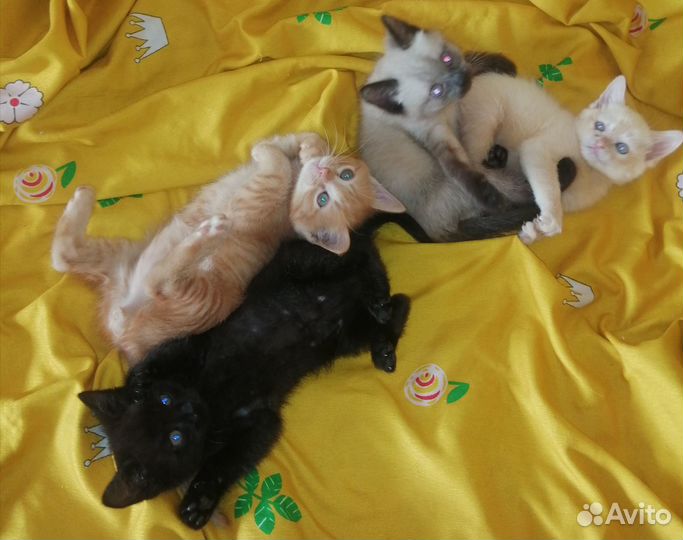 Очаровательные котята в самые добрые руки