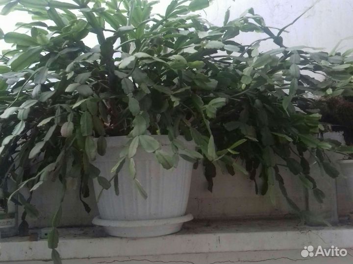 Цветок декабрист многолетник алого цвета