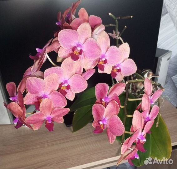 Орхидея фаленопсис