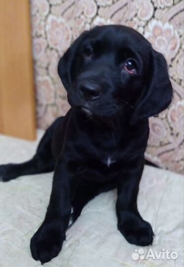 Метис Спаниеля и Лабрадора