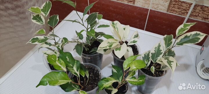 Фикусы вариегатные