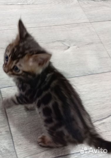 Бенгальская