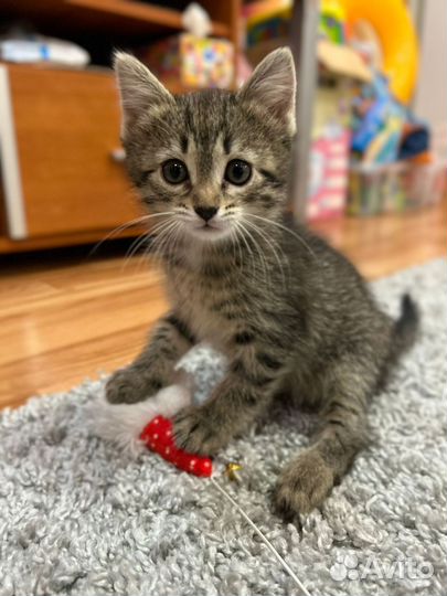 Кошки в добрые руки бесплатно