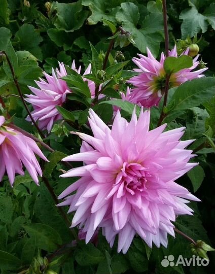 Георгины клубни