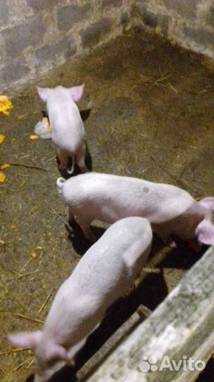 Поросята