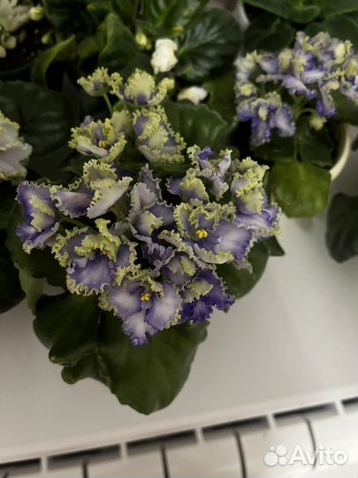 Сортовые фиалки