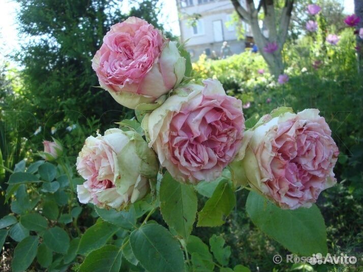 Роза чайно-гибридная Джим