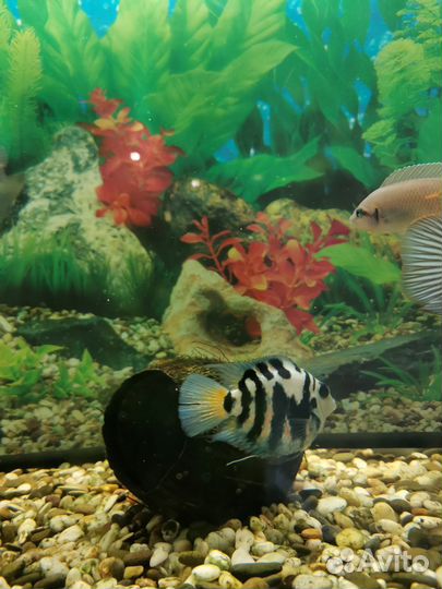 Сапфировые попугайчики